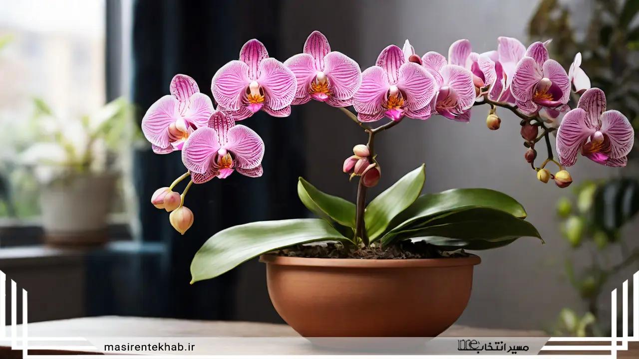 ارکیده شاپرکی یا فالانوپسیس (به انگلیسی: Phalaenopsis Orchid)